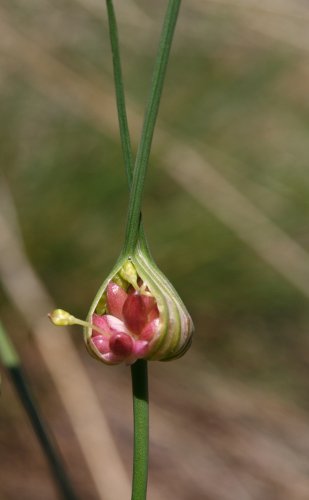 Ross-Lauch / Allium oleraceum