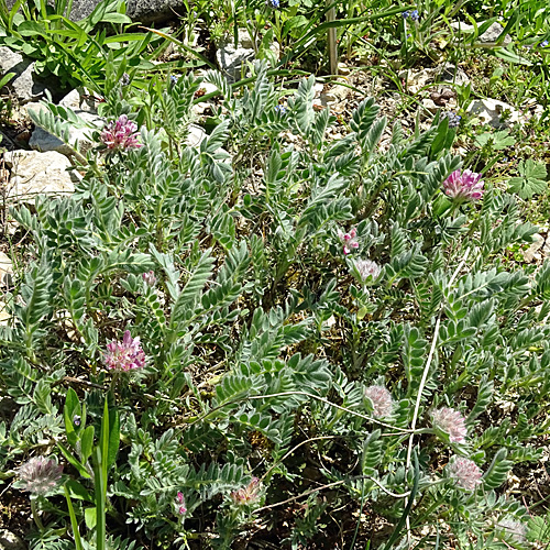 Berg-Wundklee / Anthyllis montana
