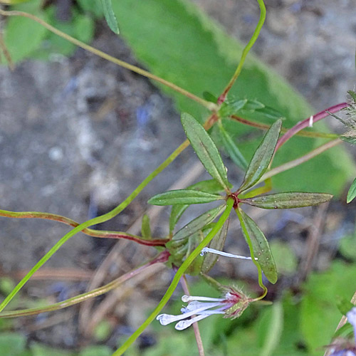 Acker-Waldmeister / Asperula arvensis