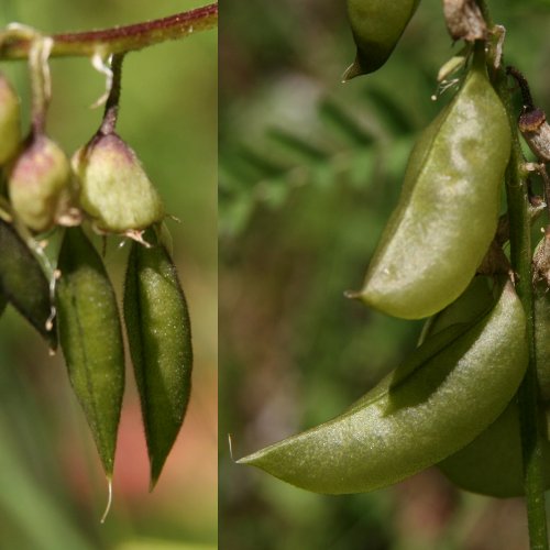 Alpenlinse / Astragalus penduliflorus