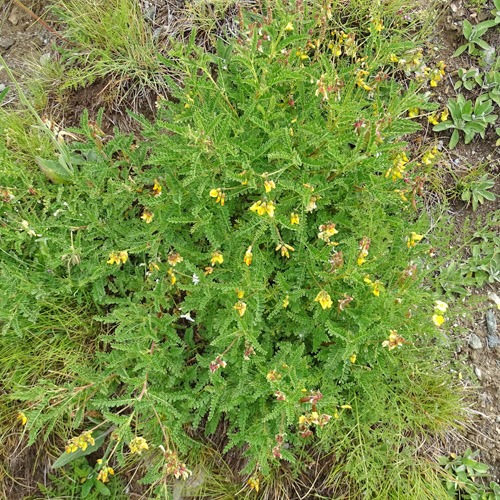 Alpenlinse / Astragalus penduliflorus