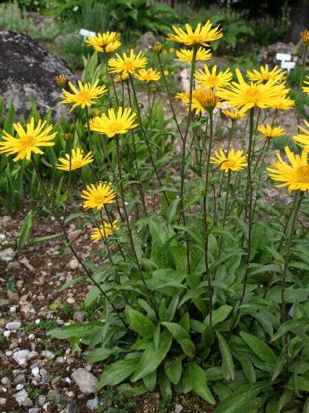 Weidenblättriges Rindsauge / Buphthalmum salicifolium