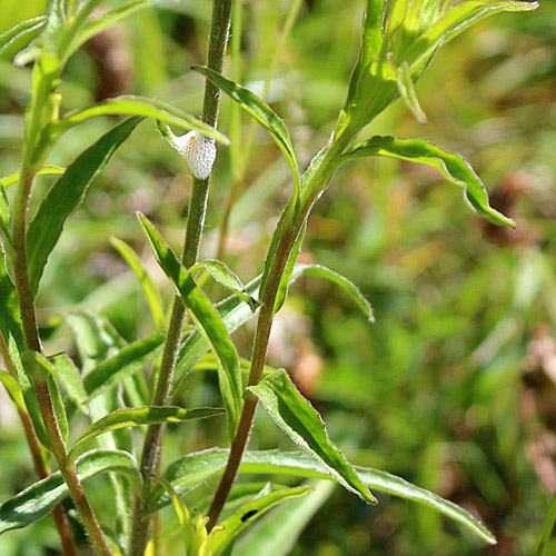 Weidenblättriges Rindsauge / Buphthalmum salicifolium
