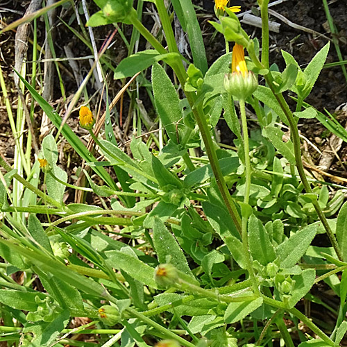 Acker-Ringelblume / Calendula arvensis