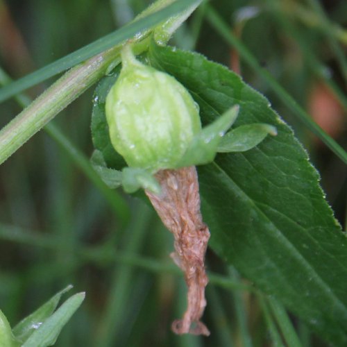 Acker-Glockenblume / Campanula rapunculoides