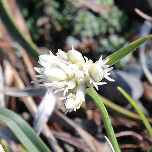 Monte Baldo-Segge / Carex baldensis