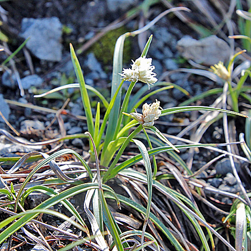 Monte Baldo-Segge / Carex baldensis