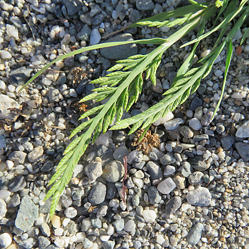 Niederliegendes Steifgras / Catapodium marinum