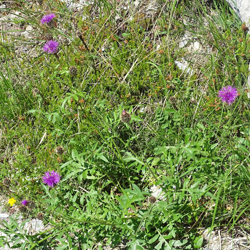 Alpen-Skabiosen-Flockenblume / Centaurea scabiosa subsp. alpestris