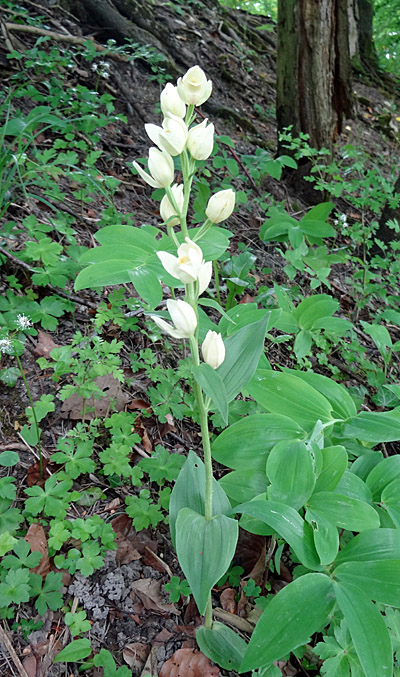 Weisses Waldvögelein / Cephalanthera damasonium