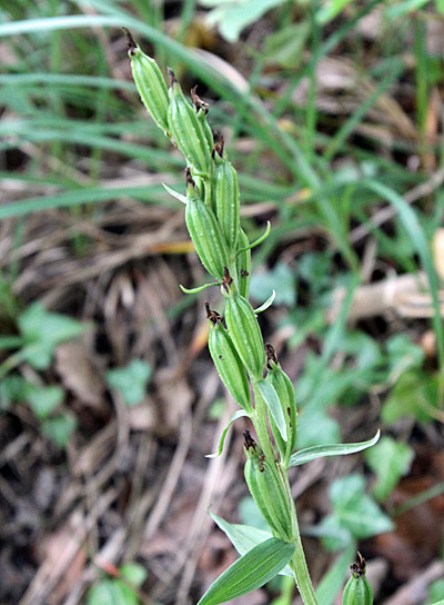 Weisses Waldvögelein / Cephalanthera damasonium