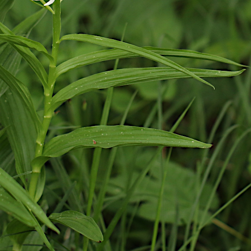 Langblättriges Waldvögelein / Cephalanthera longifolia