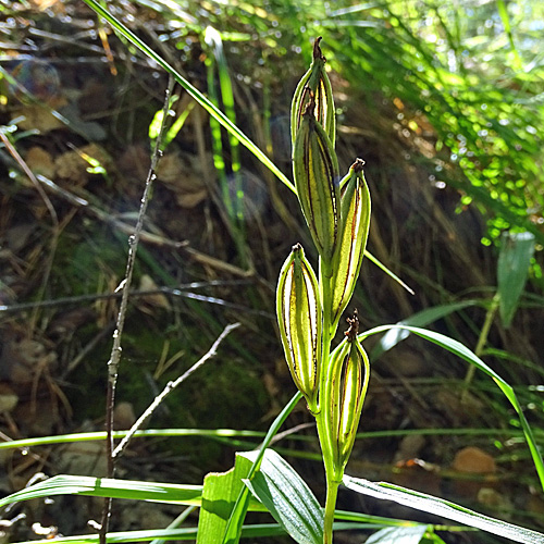 Langblättriges Waldvögelein / Cephalanthera longifolia