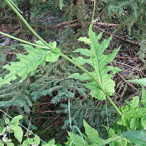 Berg-Kratzdistel / Cirsium montanum