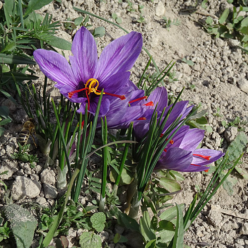 Echter Safran / Crocus sativus