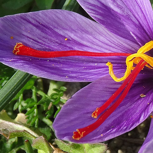 Echter Safran / Crocus sativus
