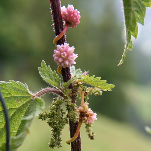 Nessel-Seide / Cuscuta europaea