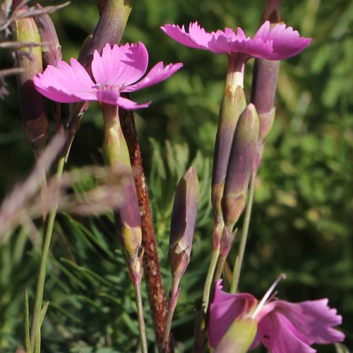 Stein-Nelke / Dianthus sylvestris