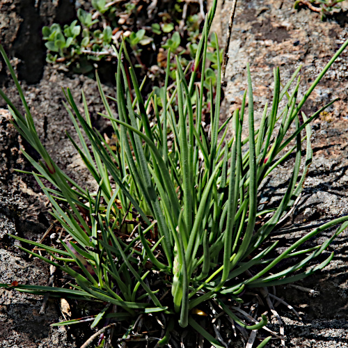 Stein-Nelke / Dianthus sylvestris