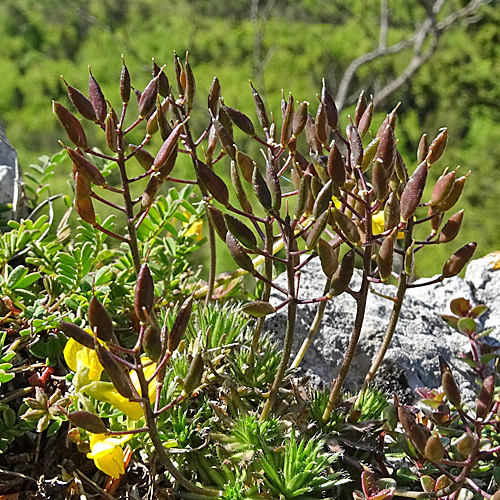 Immergrünes Felsenblümchen / Draba aizoides