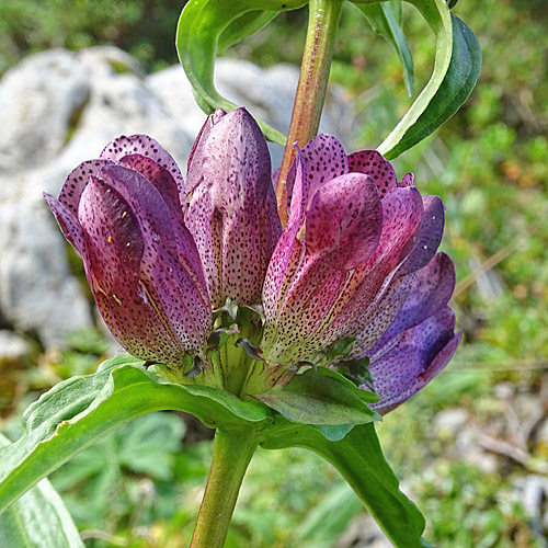 Ostalpen-Enzian / Gentiana pannonica