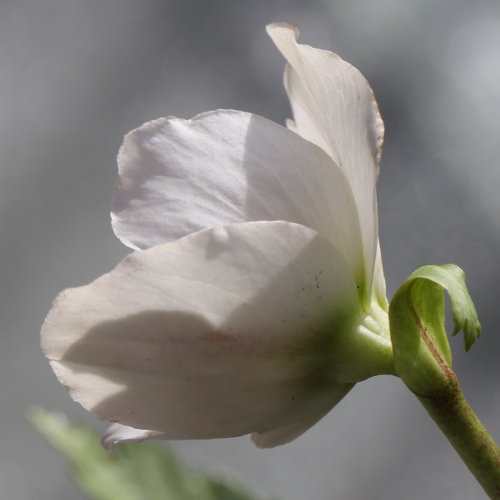 Christrose / Helleborus niger