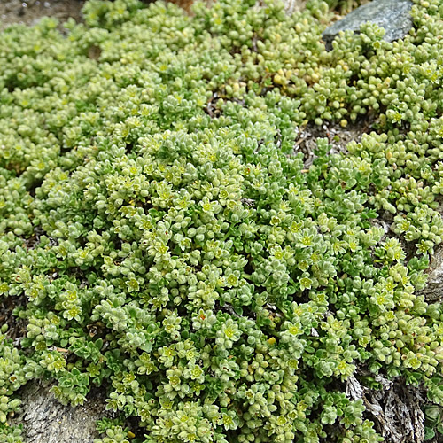 Alpen-Bruchkraut / Herniaria alpina