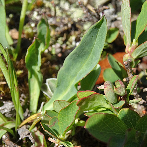 Alpen-Habichtskraut / Hieracium alpinum