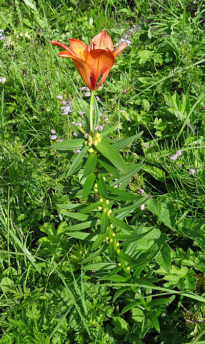 Bulbillentragende Feuerlilie / Lilium bulbiferum