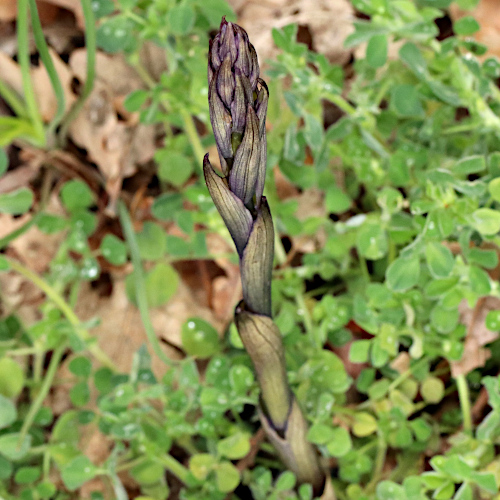 Dingel / Limodorum abortivum