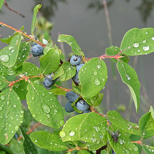 Blaue Heckenkirsche / Lonicera caerulea
