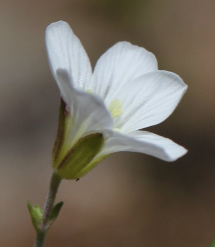 Lärchenblättrige Miere / Minuartia laricifolia