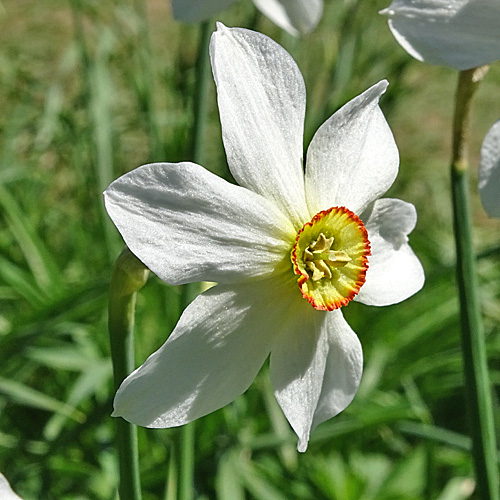 Weisse Berg-Narzisse / Narcissus radiiflorus