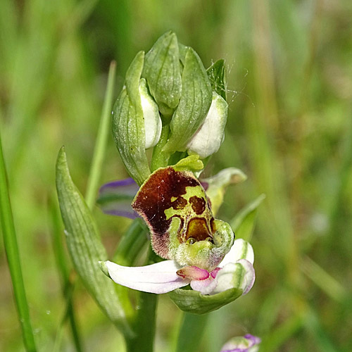 Hummel-Ragwurz / Ophrys holosericea