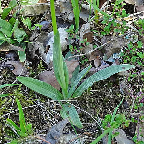 Hummel-Ragwurz / Ophrys holosericea