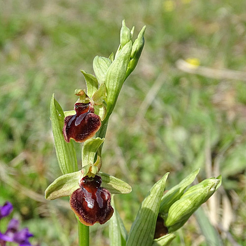 Gewöhnliche Spinnen-Ragwurz / Ophrys sphegodes