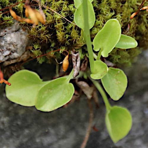 Sumpf-Herzblatt / Parnassia palustris