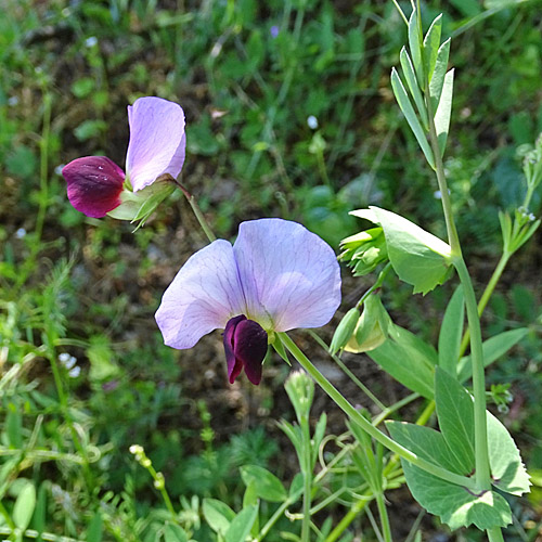 Wilde Erbse / Pisum sativum subsp. biflorum