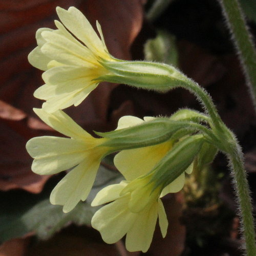 Wald-Schlüsselblume / Primula elatior