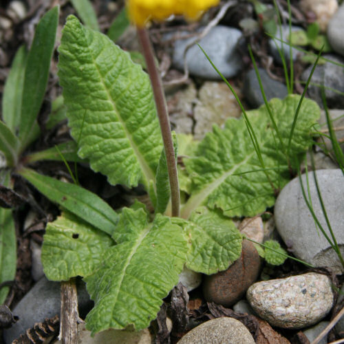 Gewöhnliche Frühlings-Schlüsselblume / Primula veris