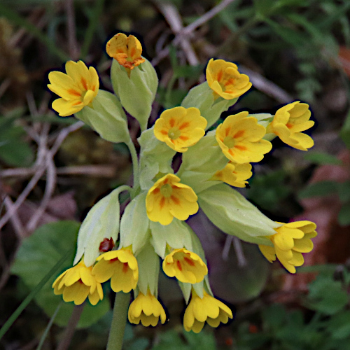 Gewöhnliche Frühlings-Schlüsselblume / Primula veris