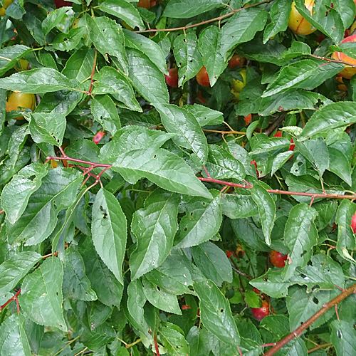 Kirschpflaume / Prunus cerasifera