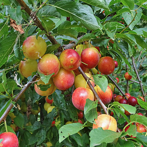 Kirschpflaume / Prunus cerasifera
