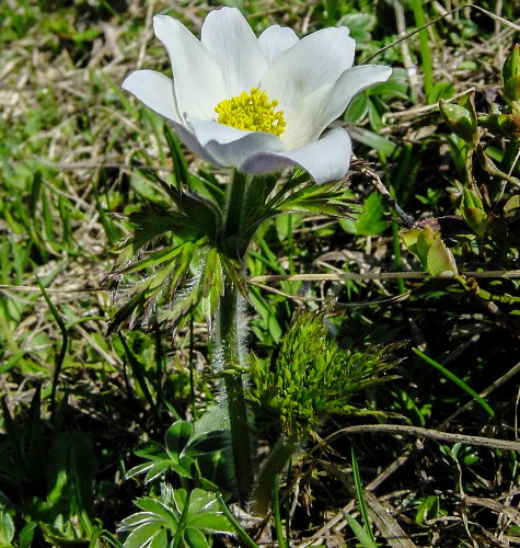 Weisse Alpen-Anemone / Pulsatilla alpina