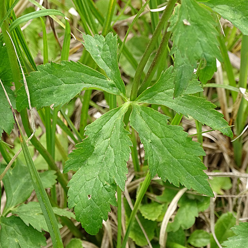 Eisenhutblättriger Hahnenfuss / Ranunculus aconitifolius