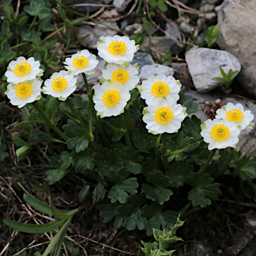 Alpen-Hahnenfuss / Ranunculus alpestris