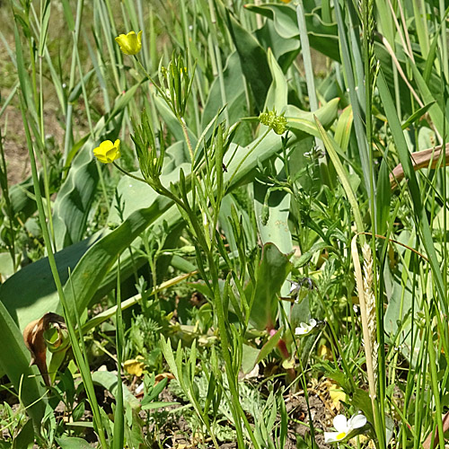 Acker-Hahnenfuss / Ranunculus arvensis