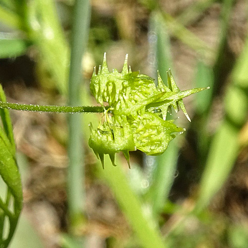 Acker-Hahnenfuss / Ranunculus arvensis