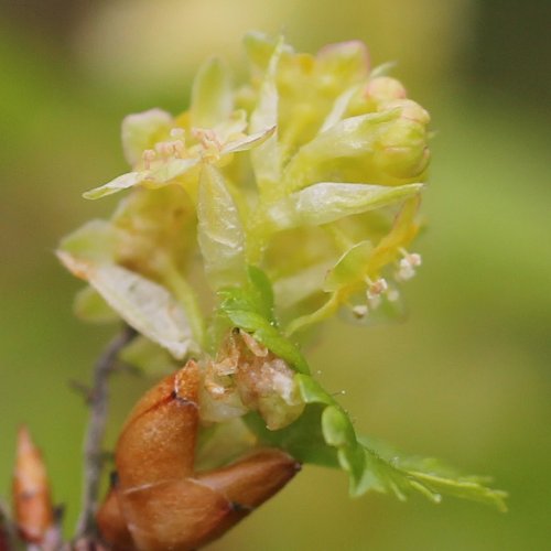 Alpen-Johannisbeere / Ribes alpinum