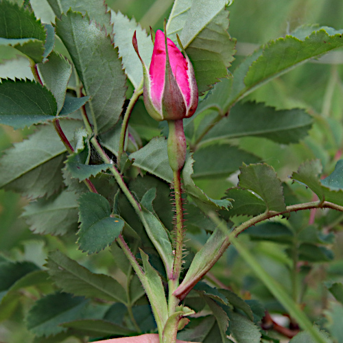Alpen-Hagrose / Rosa pendulina